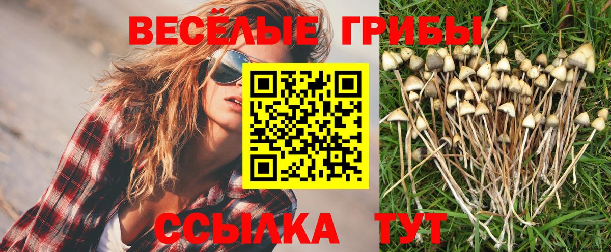 Галлюциногенные грибы Psilocybine cubensis Воронеж
